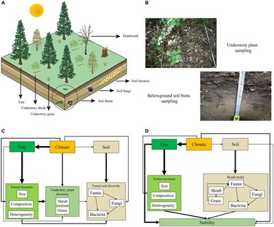 Stand structure is more important for forest productivity stability than tree, understory plant and soil biota species diversity